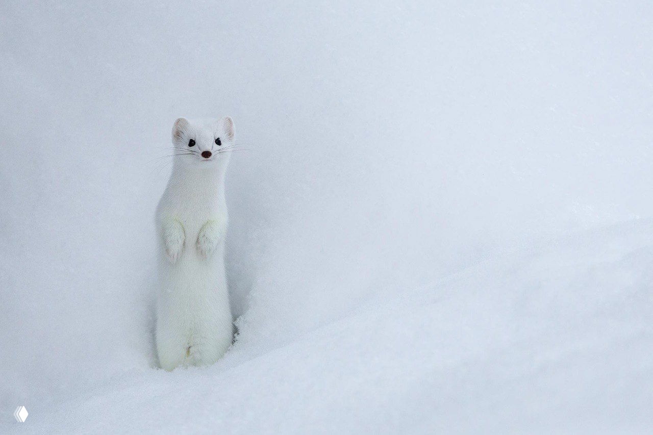 Белая горностая в зимней шубке, стоящая вертикально в снегу; выразительные глаза на фоне однотонной снежной поверхности