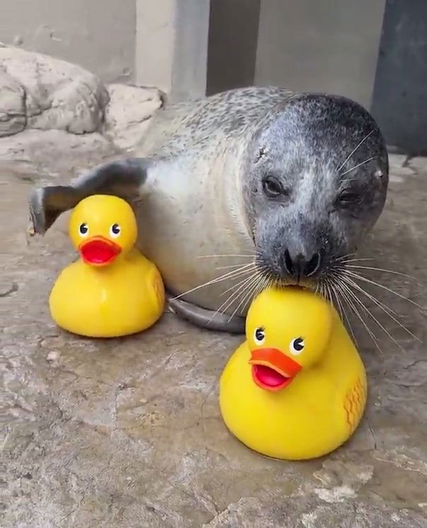 Морской котик из США и его резиновая уточка