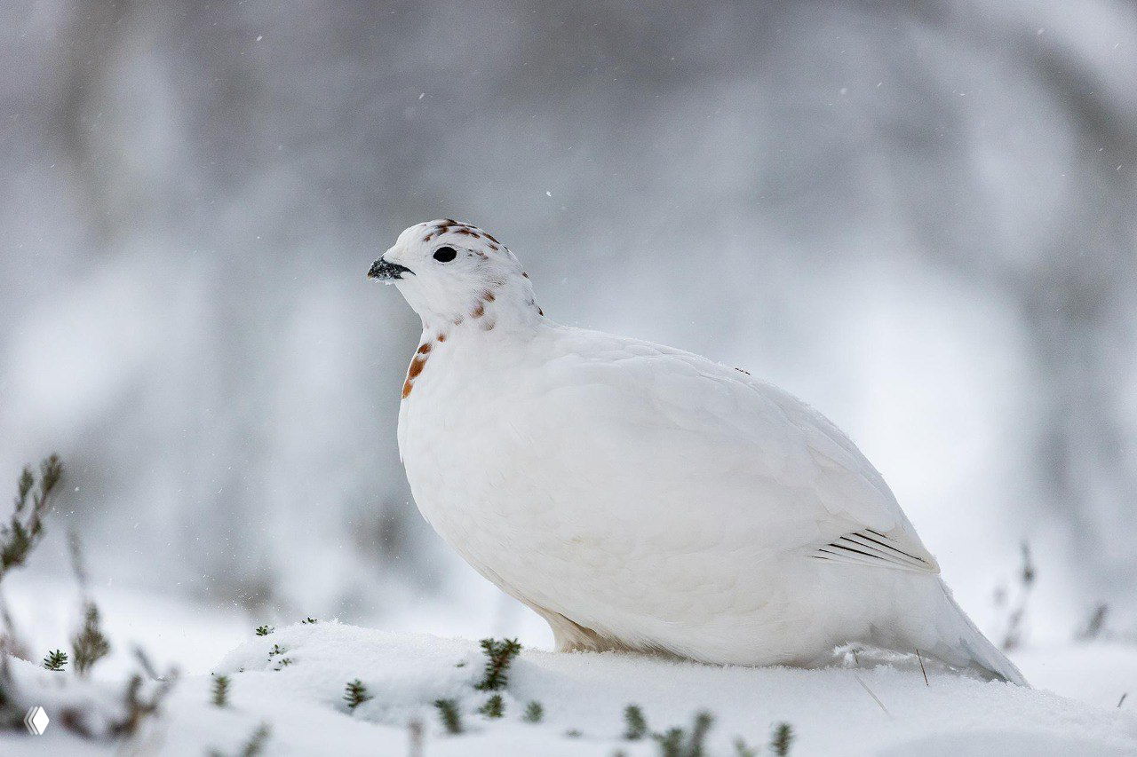Пуховая белая куропатка на заснеженной поверхности; боковой профиль птицы с видимой фактурой оперения и снежными деталями