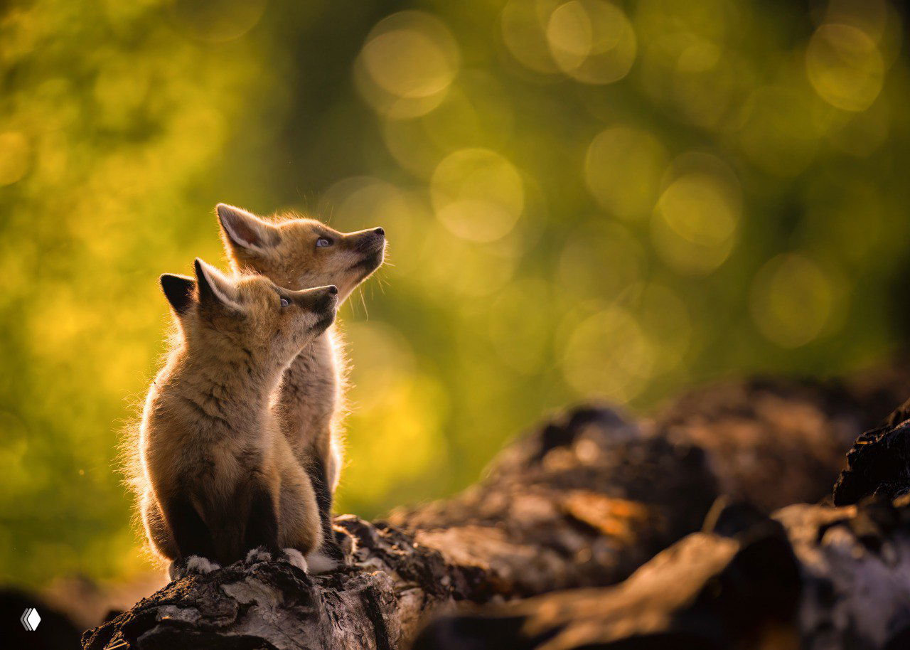 Два лисятёнка сидят на пне и смотрят вверх в тёплом боке вечернего света — трогательный момент из архива фотоконкурса Nature's Best Backyards.