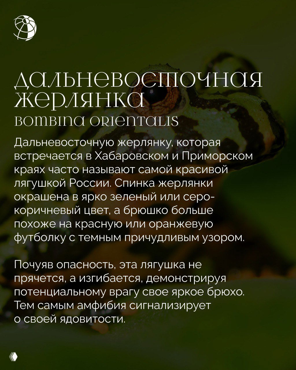 Дальневосточная жерлянка — крупный план яркой лягушки на зелёном фоне; видны характерные узоры на брюшке, текстовый блок и логотип как часть визуала подборки о животных России.