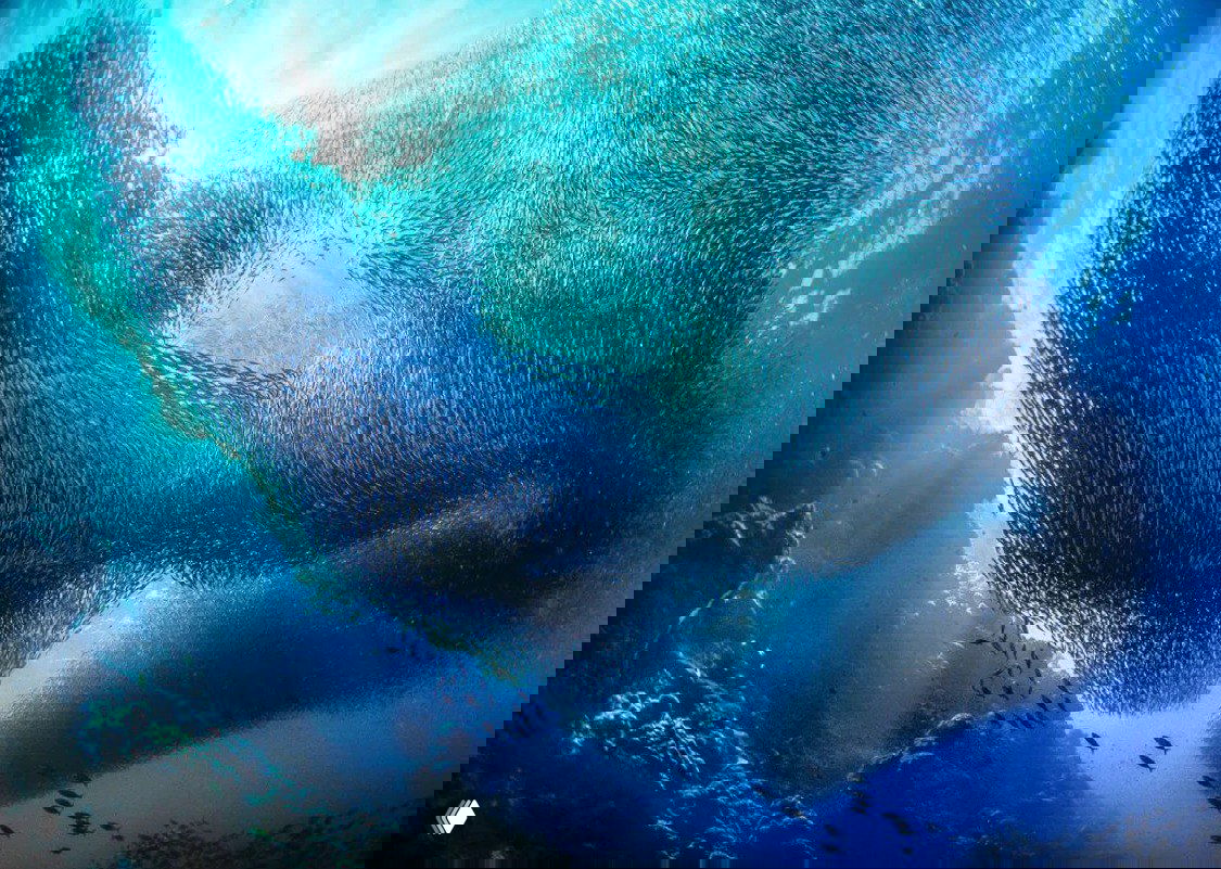 Обширный подводный снимок: плотная стая рыб формирует вихрь в голубой воде, игра света и масштаба подчёркивает масштаб морского явления.