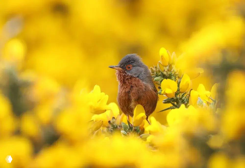 Финалист конкурса British Wildlife Photography Awards 2026