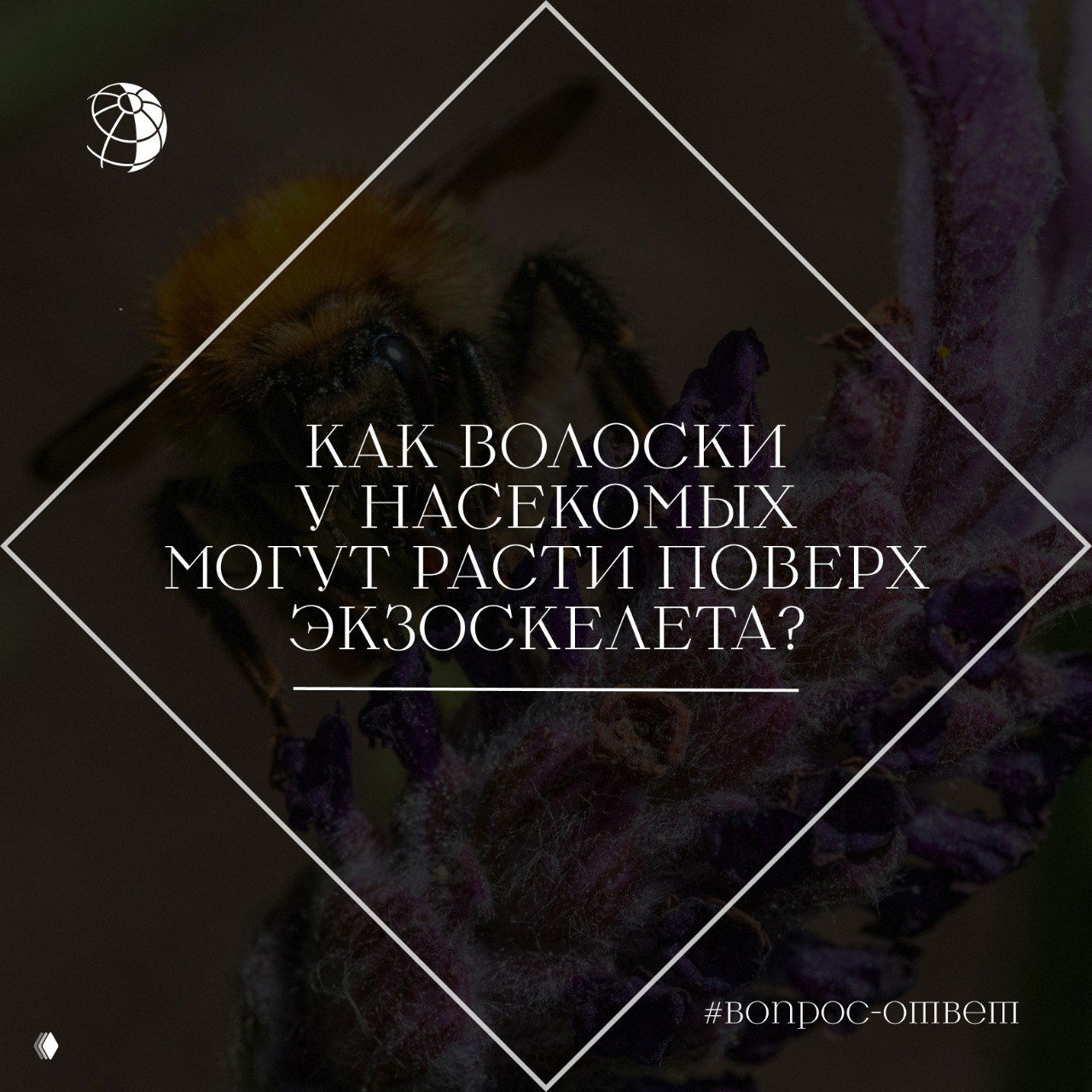 Как волоски у насекомых могут расти поверх экзоскелета?