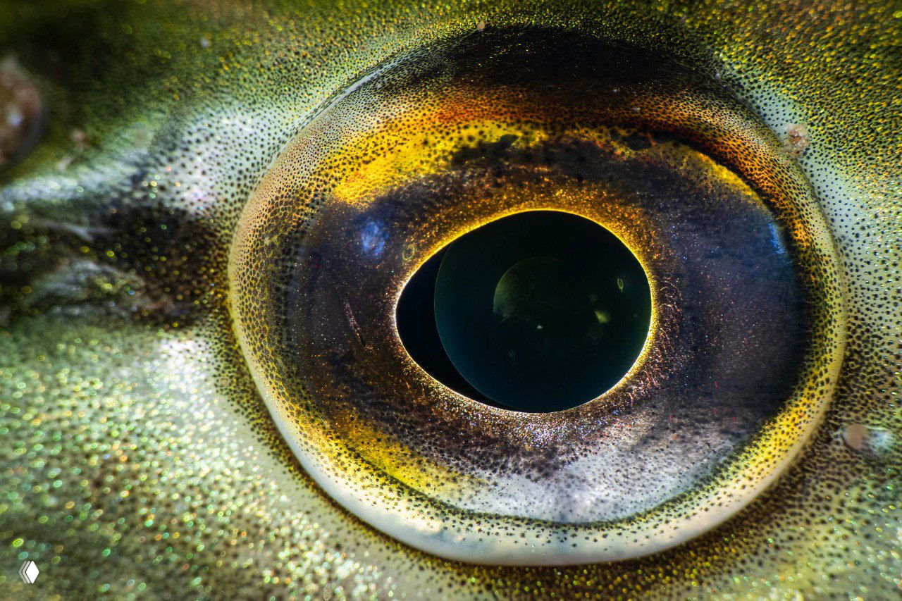 Макро: крупный план глаза рыбы с золотисто-зелёной чешуёй и отражениями; детализированная текстура и насыщенные природные оттенки