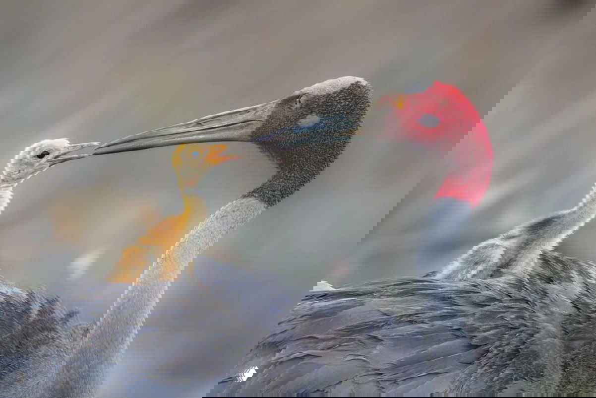 Крупный план журавля с ярко-красной головой и птенцом на спине; трогательный момент кормления и семейной заботы, снятый с вниманием к деталям.