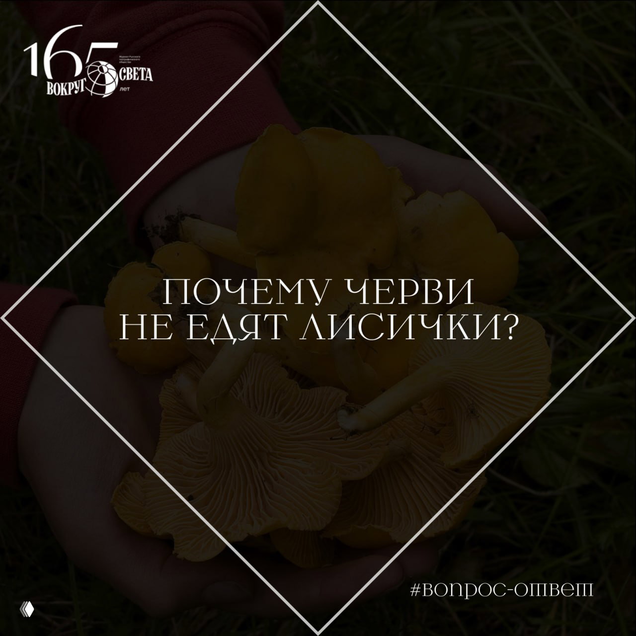 Почему черви не едят грибы лисички?