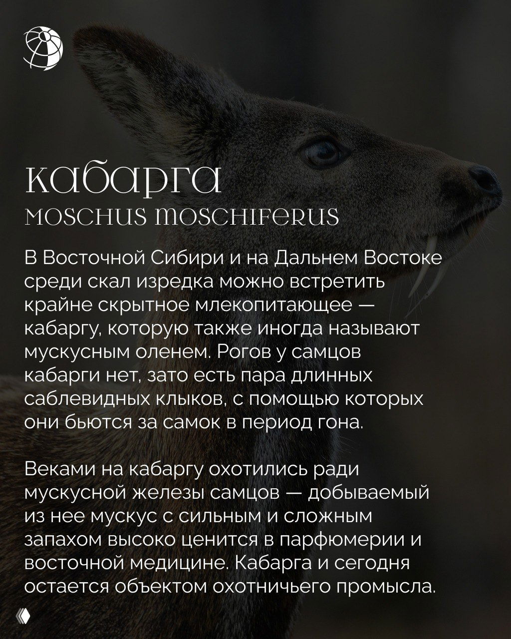 Кабарга в профиль с видимыми саблевидными клыками на тёмном размытом фоне; текстовый слой и логотип из оформления подборки о необычных животных России.