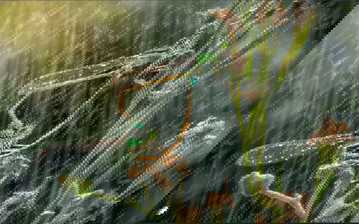 Крупный план пары стрекоз, покрытых водяными каплями в дождливую погоду; детализированная макрофотография с атмосферой влаги и текстур.