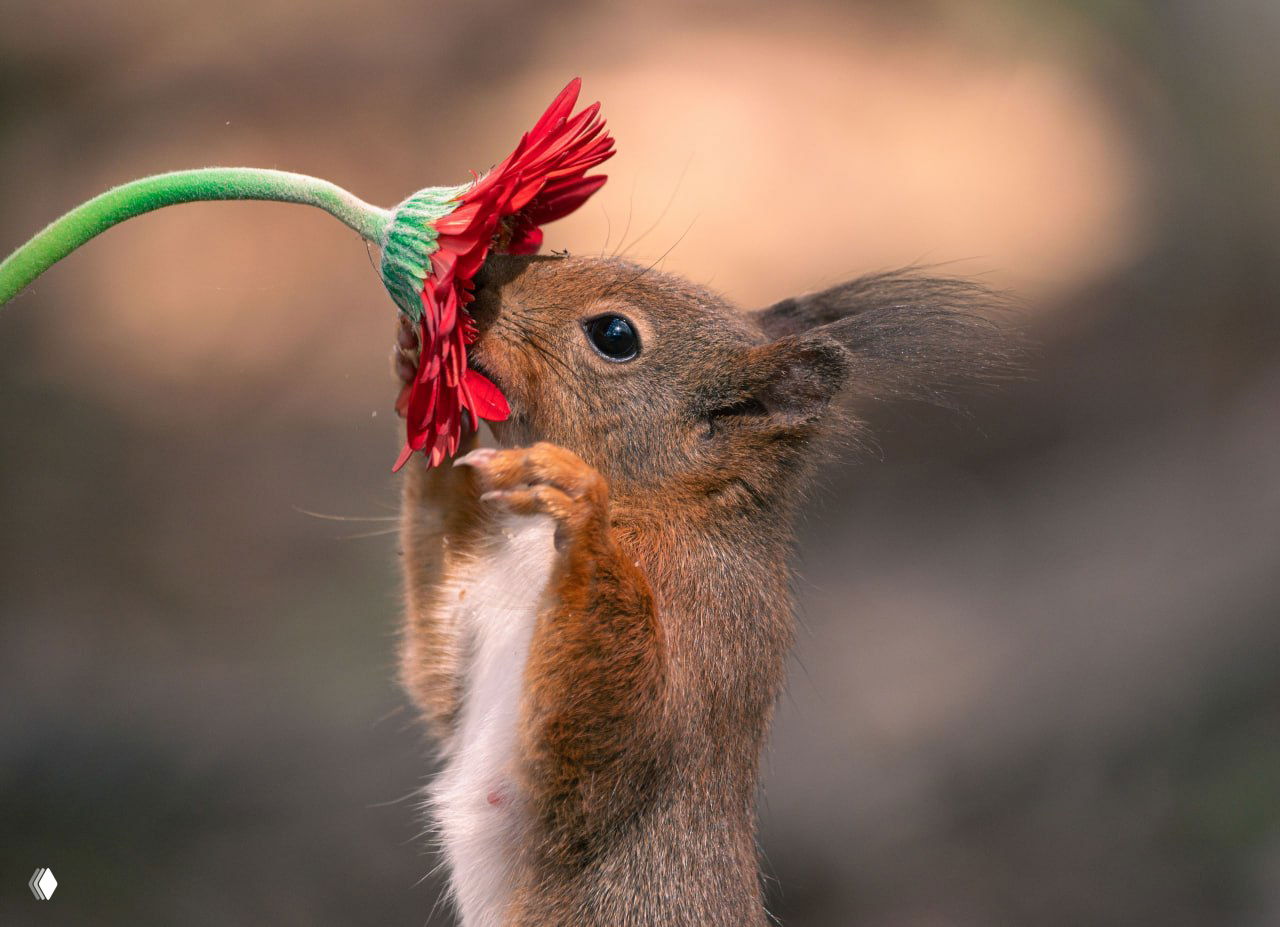 Бельгийские белки нюхают летние цветы