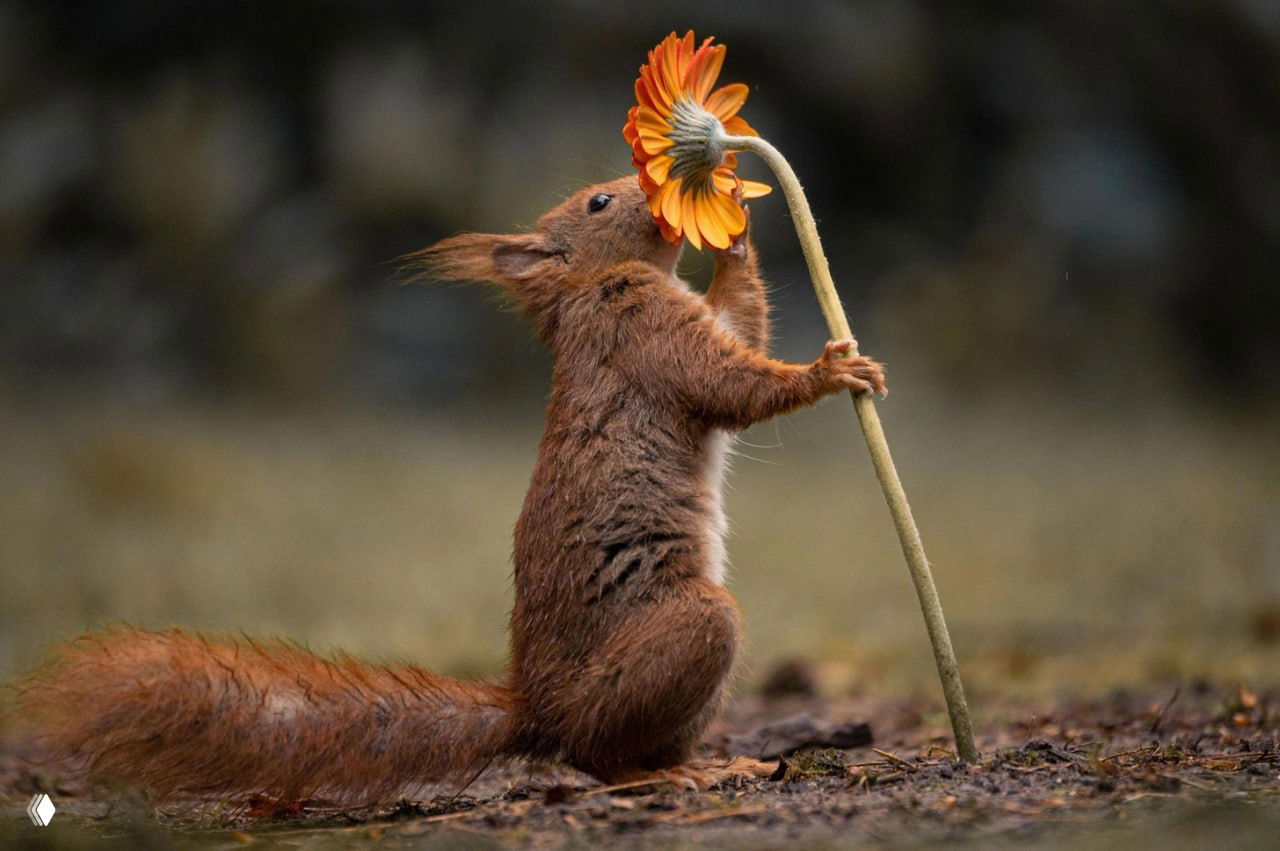 Рыжая белка подпирает стебель и тянется к оранжево-жёлтому цветку на земле; естественная среда, текстура меха и низкий ракурс