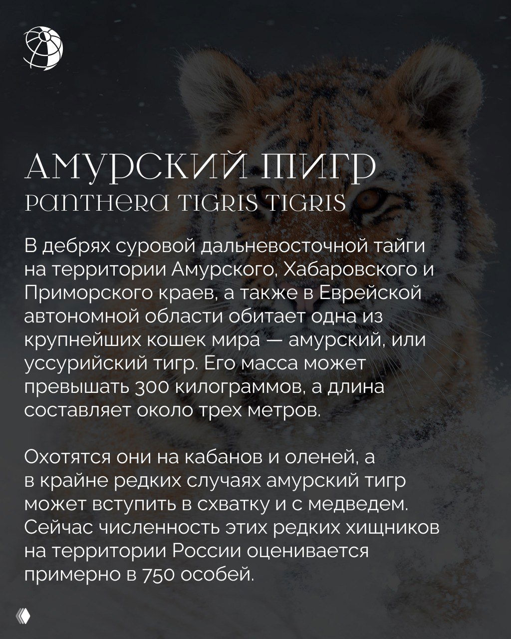 Амурский тигр в снежной тайге: крупный план морды хищника с ледяными пятнами на шерсти, текстовый блок и логотип из макета статьи, иллюстрация для рубрики о животных России.