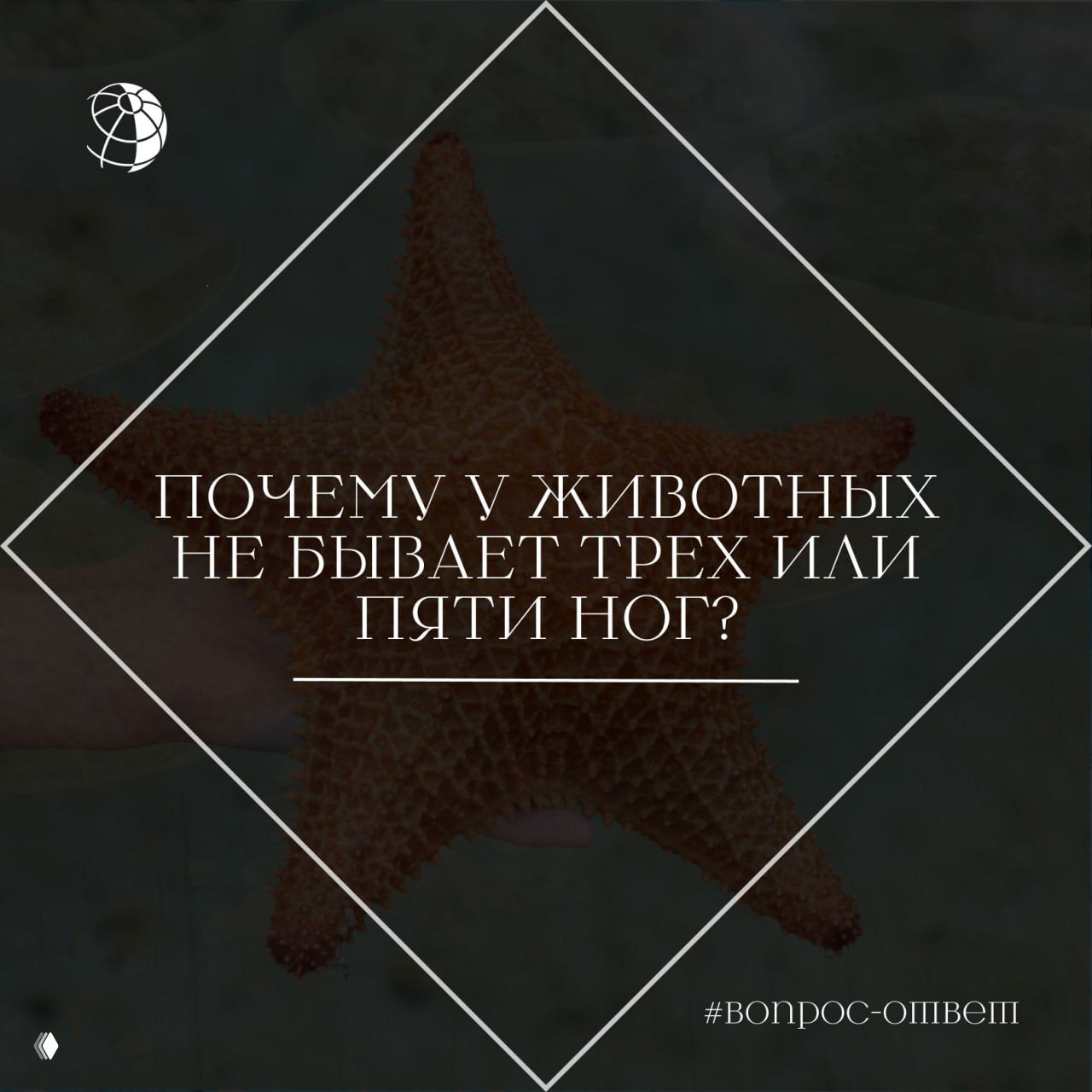 Почему у животных не бывает трех или пяти ног?