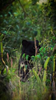 Черная пантера среди густой зелёной растительности; тёмная шкура с еле заметными пятнами — пример меланизма у леопарда/ягуара.