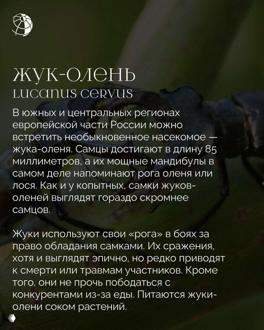 Крупный план жука-олень на растении: видна мощная мандибула, фон из зелёных листьев и текстовый блок публикации с логотипом, иллюстрация к материалу о необычных насекомых России.