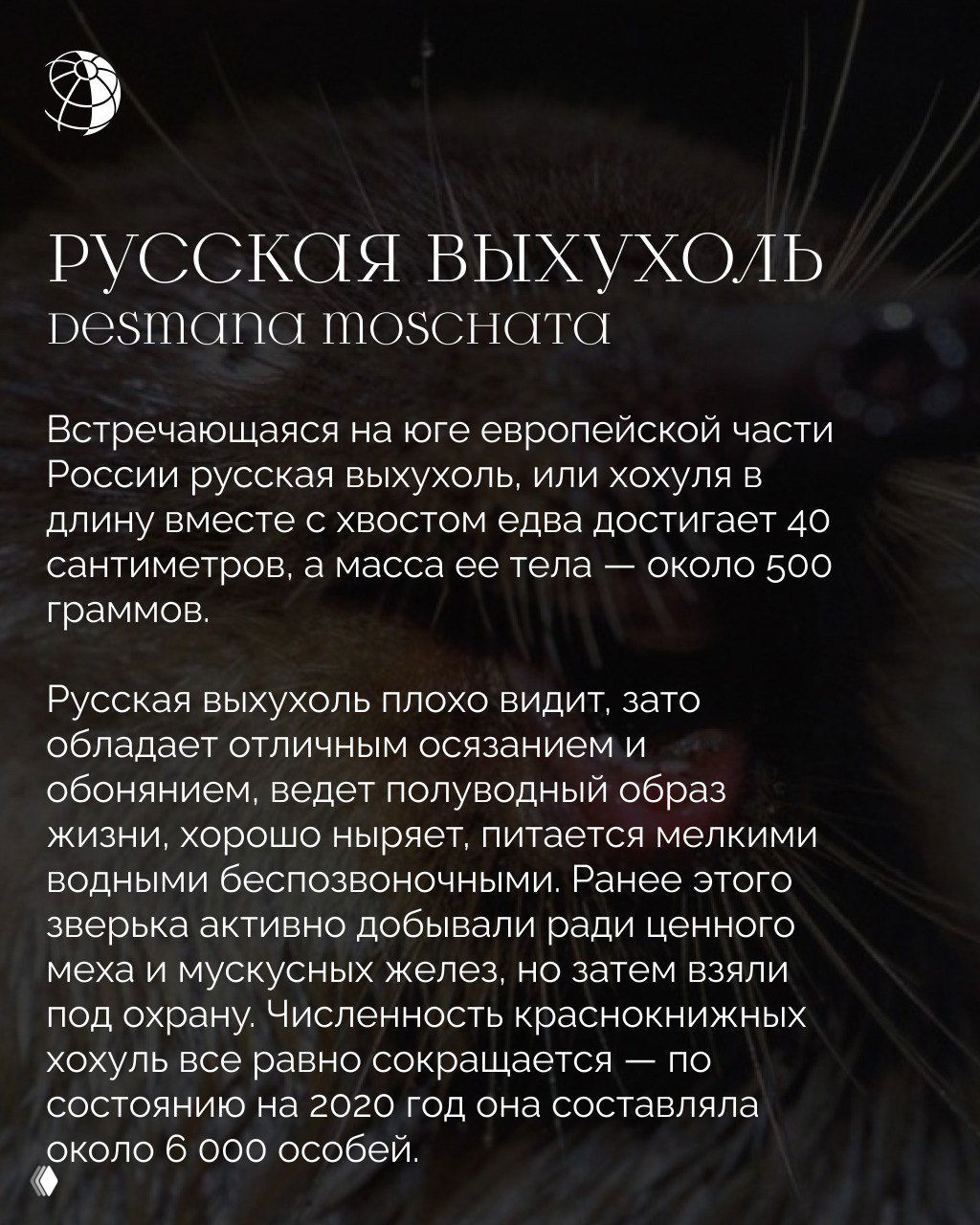 Крупный план русской выхухоли на полуводном фоне: заметны усы и густая шерсть, текстовый блок с описанием и логотип «Вокруг света», иллюстрация к материалу о редких млекопитающих России.