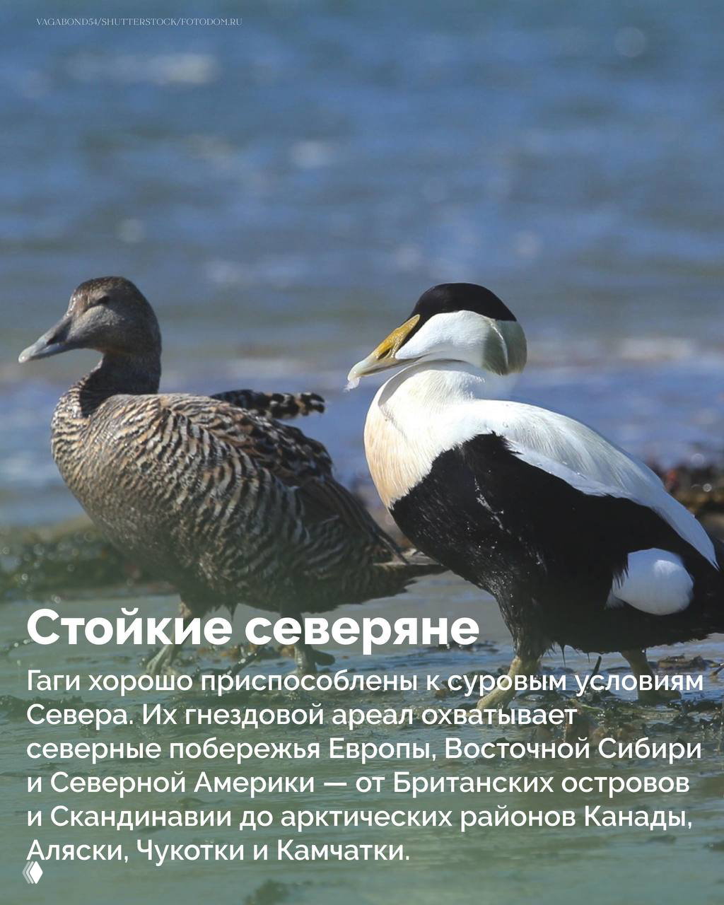 Самец и самка гаги на мелководье: тёмная самка и контрастный самец с белыми и чёрными участками оперения у кромки воды.