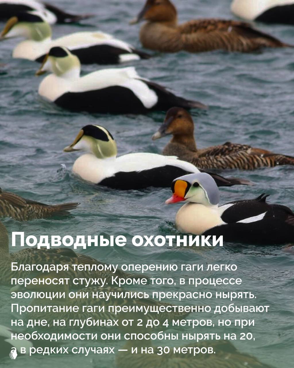 Стая гаг в воде: несколько бело-чёрных самцов и коричневых самок плавают в холодном море, видны волны и морская поверхность.
