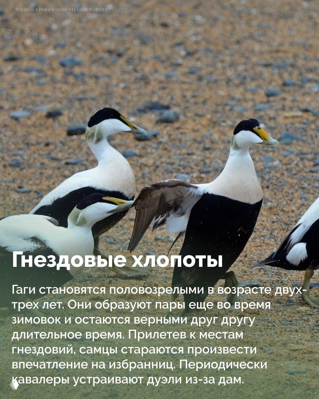 Колония гаг на каменистом берегу: несколько птиц собираются на суше у гнездовых участков, видна береговая галька и бурые пятна оперения.