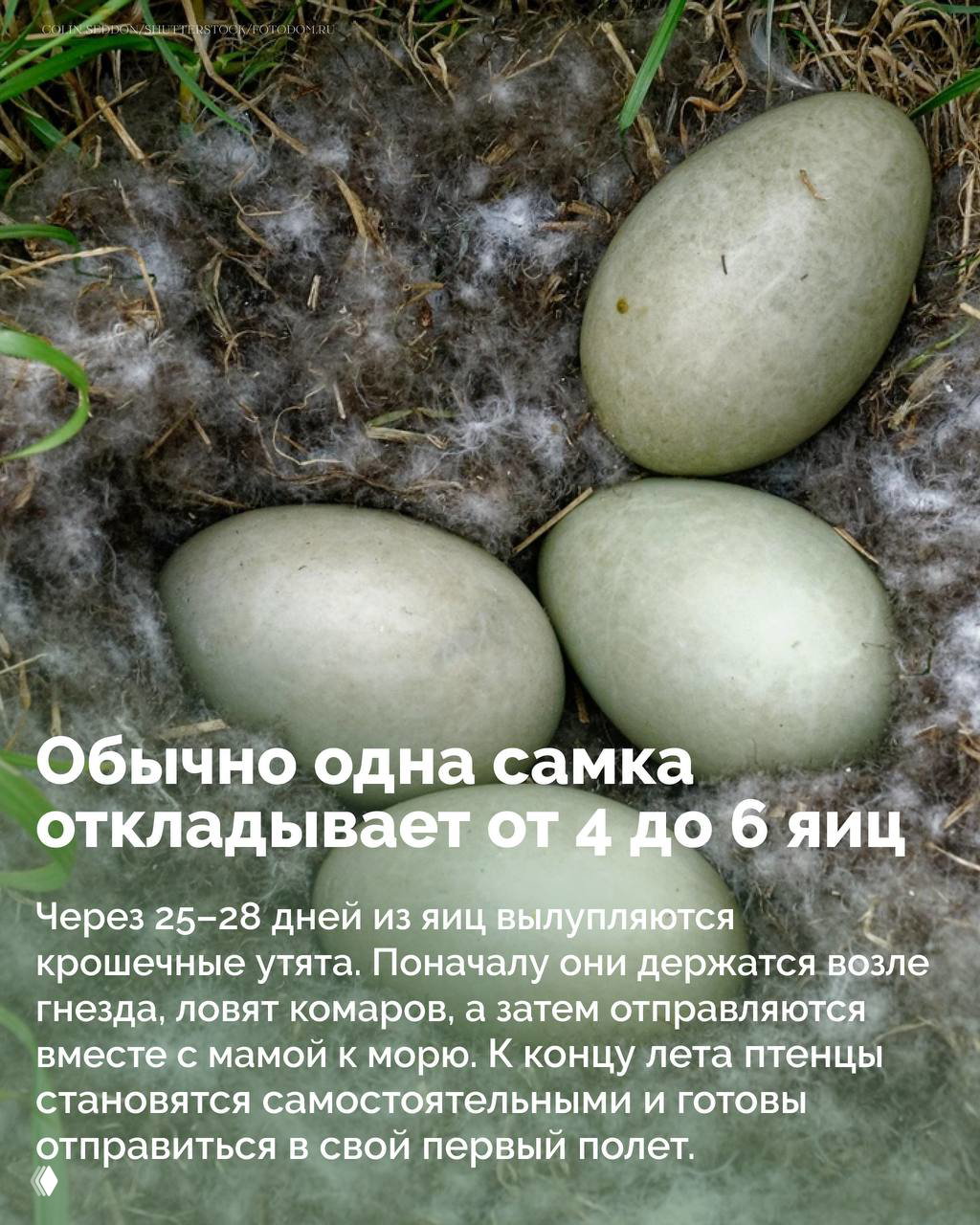 Яйца гаги в гнезде, окружённые пухом: три крупных зеленовато-серых яйца в углублении на земле, видно пух и растительность вокруг.