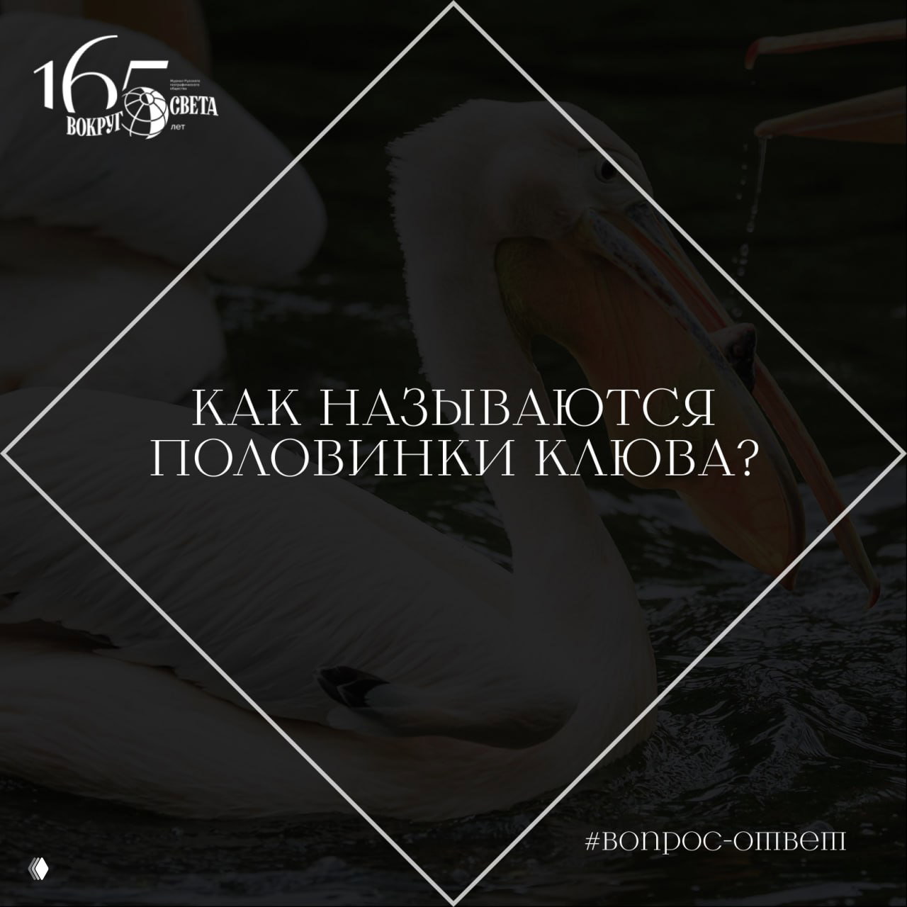 Как называются половинки клюва?