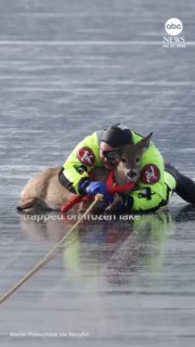 Пожарный в защитной одежде лежит на льду и крепко обнимает оленя, чтобы вместе их вытянуть к берегу замёрзшего озера