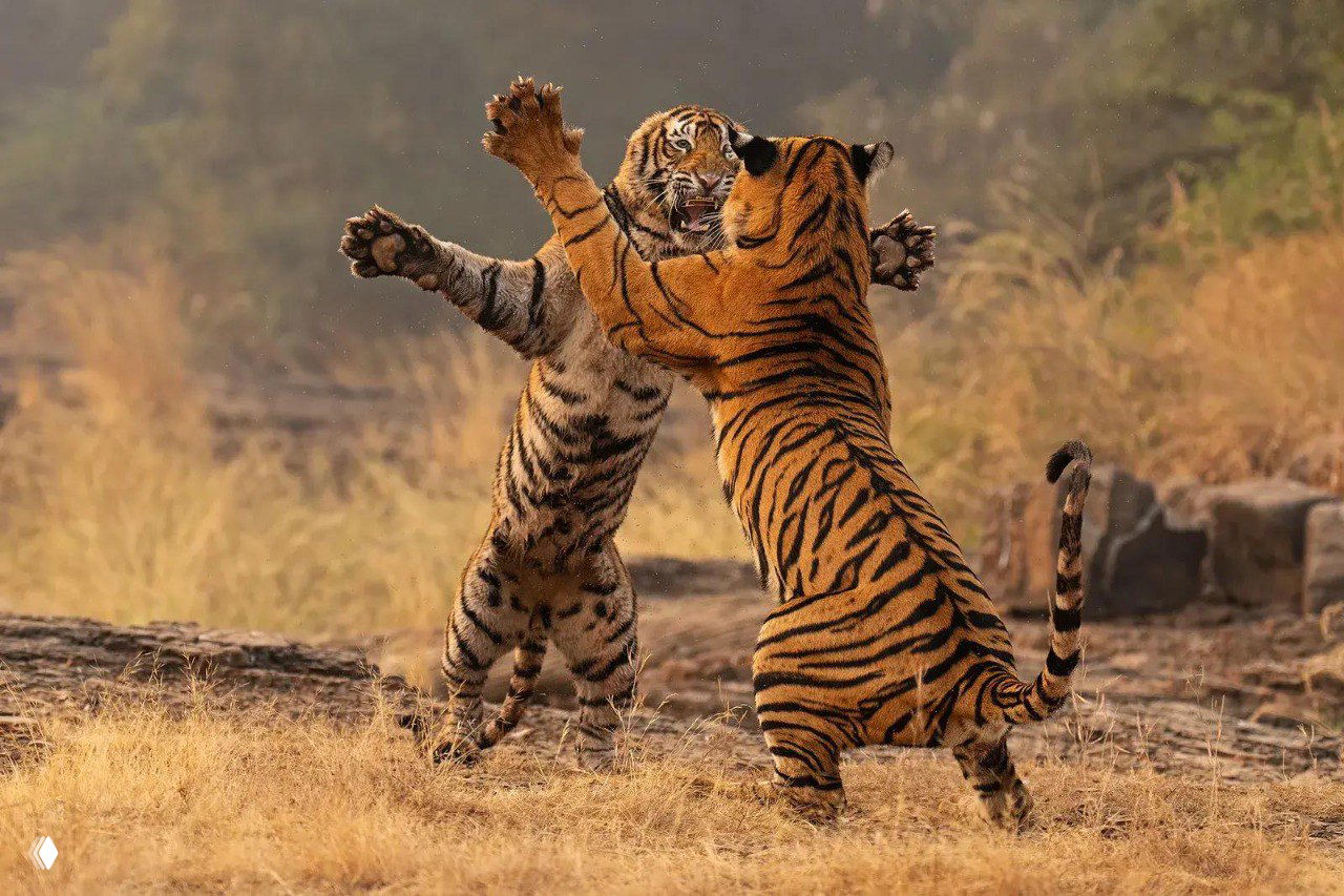 Лучшие фото финалистов BPA 2025 — «Дикие животные»