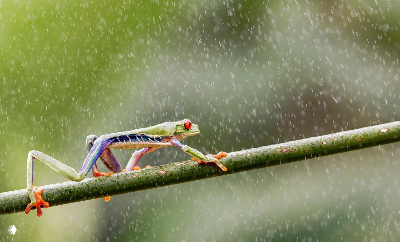 Яркая древесная лягушка с красными глазами на тонкой ветке под дождём; капли и зелёный размытой фон подчёркивают тонкость позы и цветовую палитру снимка.