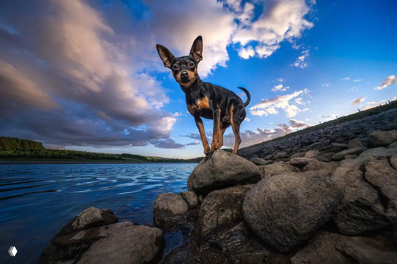 Небольшая собака стоит на выступающем камне у водоёма, широкий объектив создаёт драматичную перспективу и подчёркнутое небо.