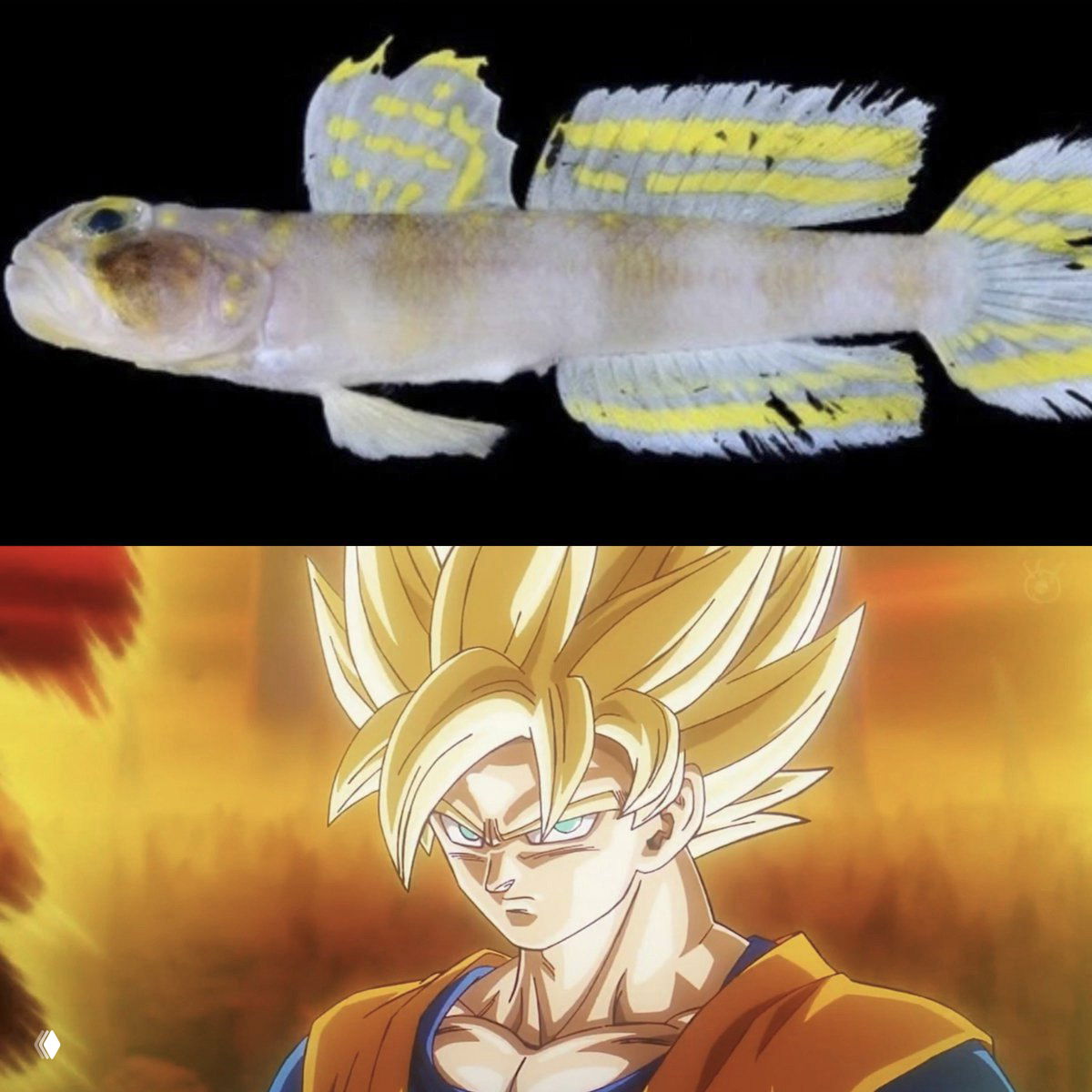 Новый вид морского бычка назвали в честь героя аниме