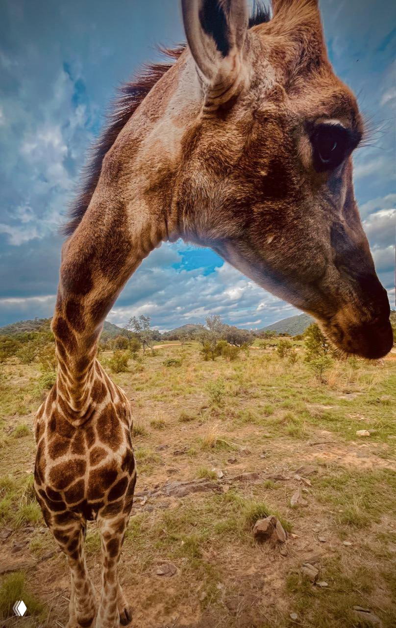 Ippawards 2026: итоги конкурса фотографии на iPhone