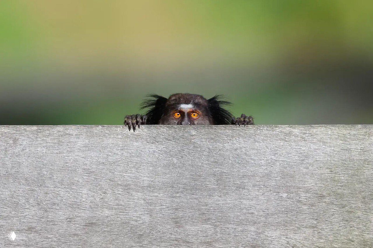 Небольшой примат выглядывает над серой деревянной доской: выразительные оранжевые глаза и скромная поза создают игровую и трогательную сцену дикой природы.
