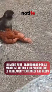 Короткий видеокадр: детёныш макаки держит или играет с рыжим плюшевым орангутаном на полу вольера, визуальное подтверждение привязанности.