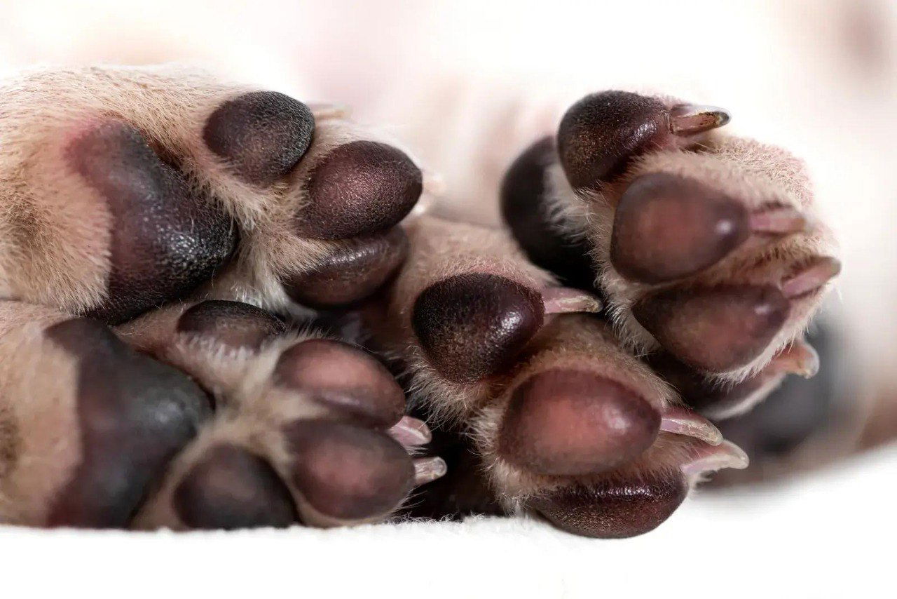 Макросъёмка подушечек собачьих лап: текстура подушечек, когти и мелкие детали в крупном художественном кадре.