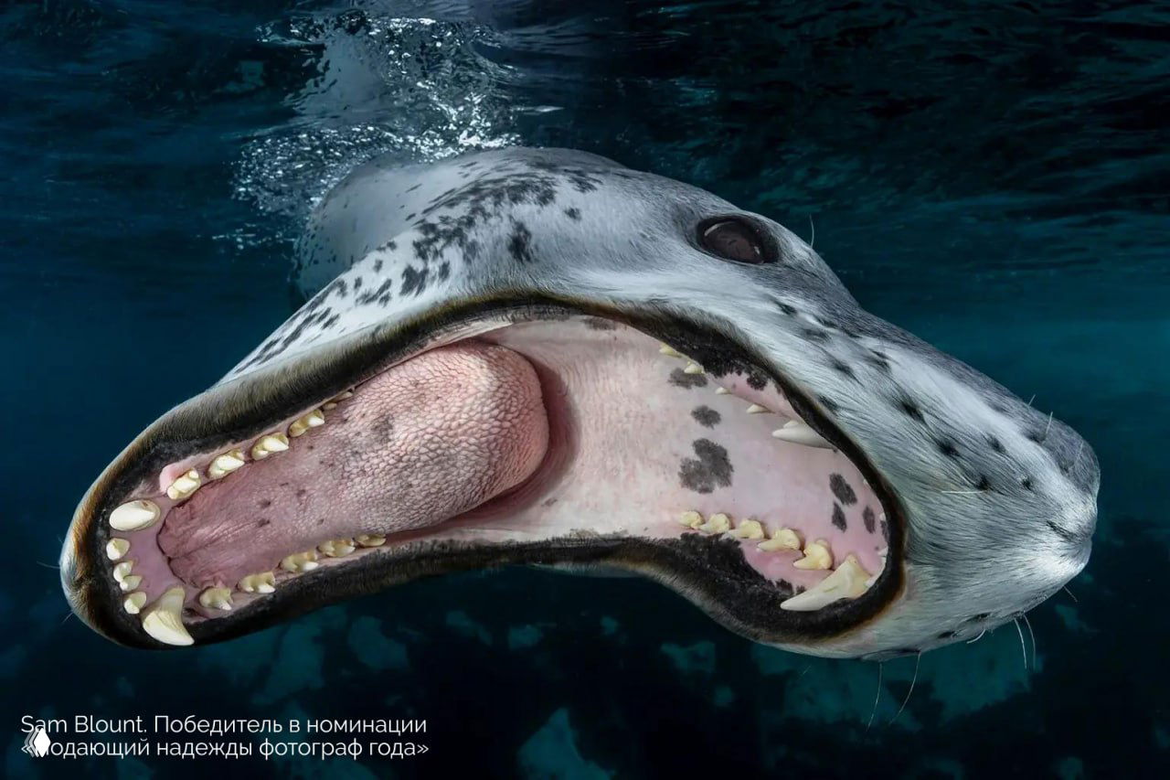 Портрет тюленя с широко открытой пастью под водой: хорошо видны зубы и язык на тёмно-синем фоне в крупном плане.