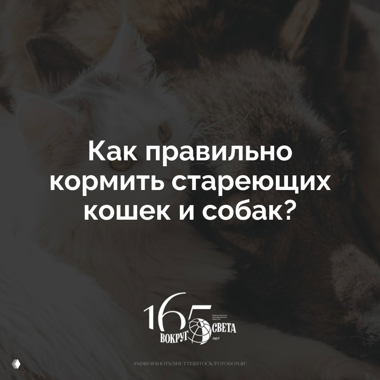 Еда для пожилых питомцев: кормление кошек и собак