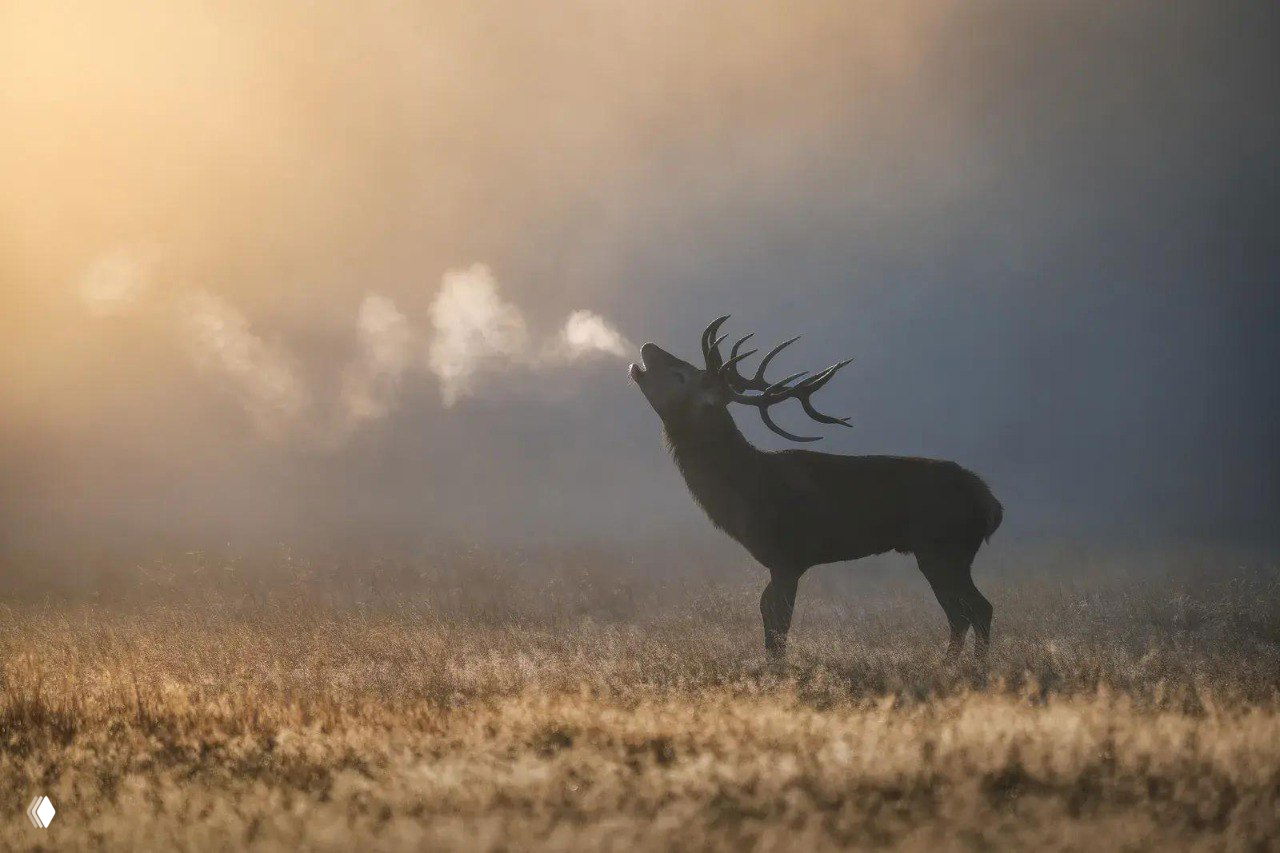 Самец оленя на рассвете выпускает пар от дыхания в холодном тумане; драматическая атмосфера и силуэт рогов подчёркивают величие животного.