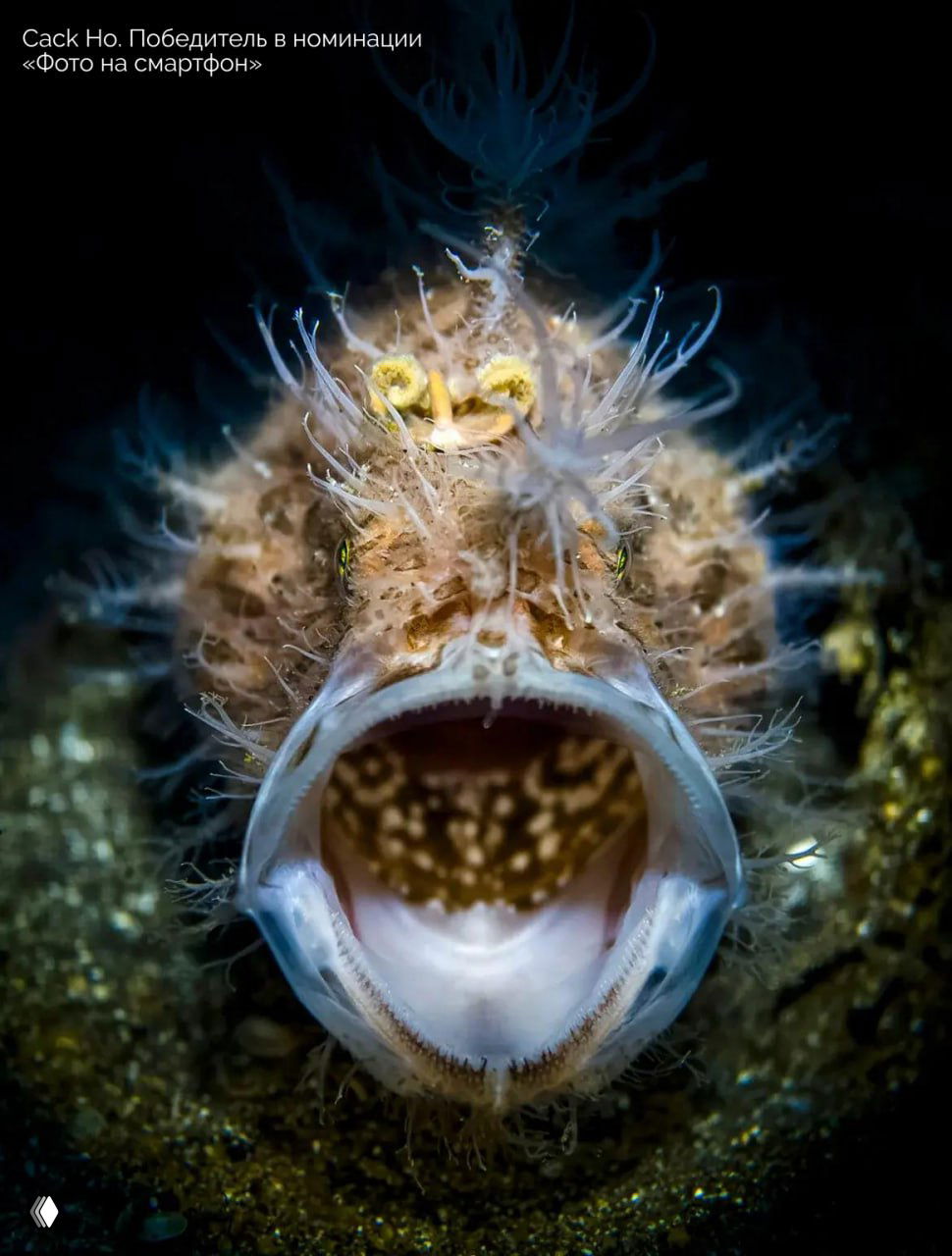 Макро-кадр донного морского хищника с открытой пастью и причудливыми наростами на голове, крупное изображение текстур и деталей.