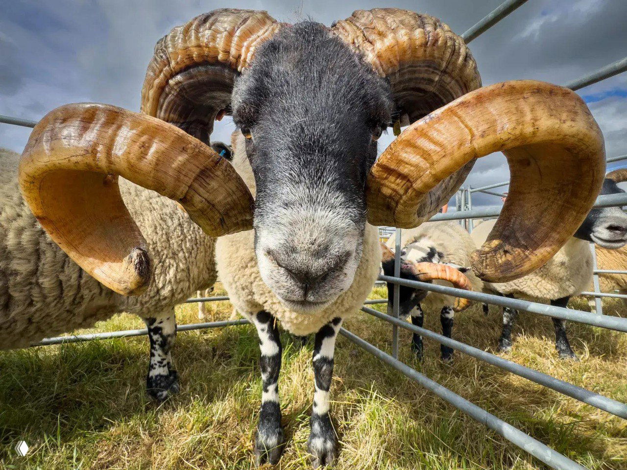 Крупный план барана с массивными скрученными рогами в загоне, видна текстура шерсти и изогнутых рогов — выразительный портрет сельского животного.