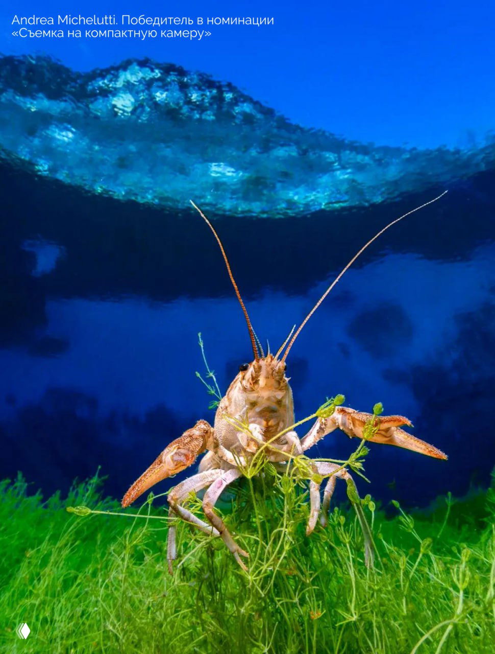 Ракообразное на морском лугу: омар или рак на зелёной подводной растительности, насыщенные цвета и чистая вода над ним.