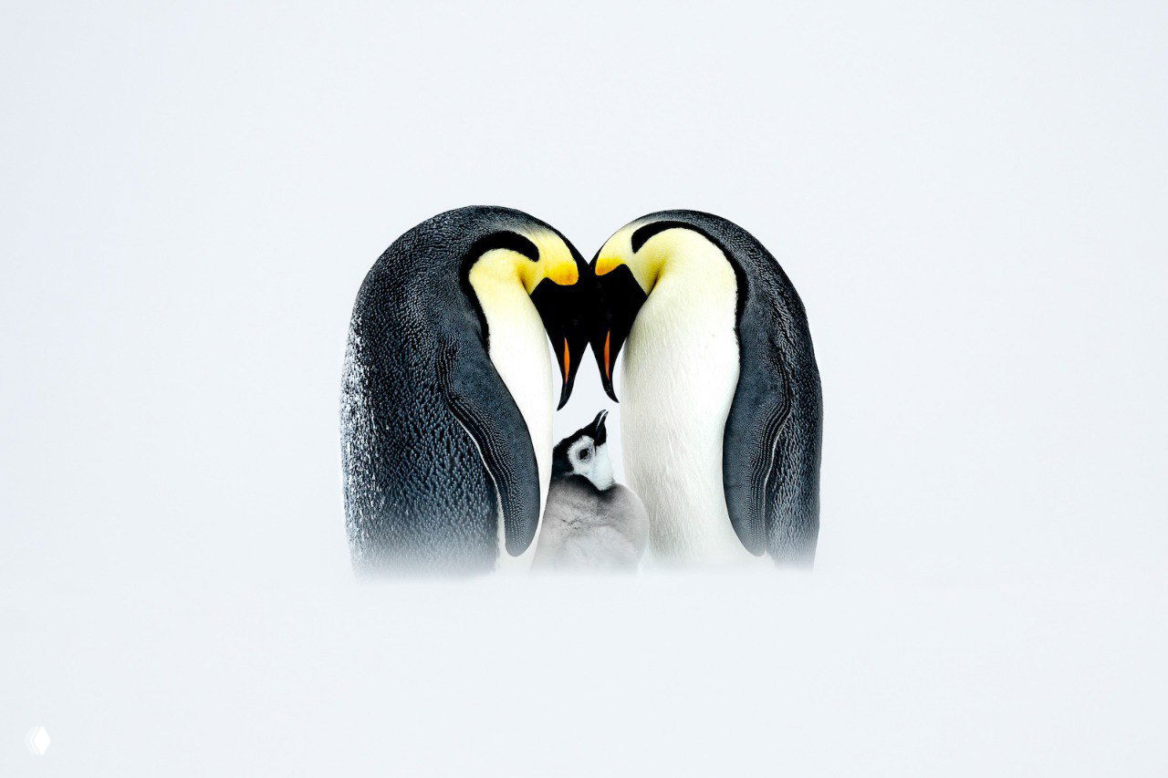 Абсолютный победитель Nature’s Best Photography Awards 2025