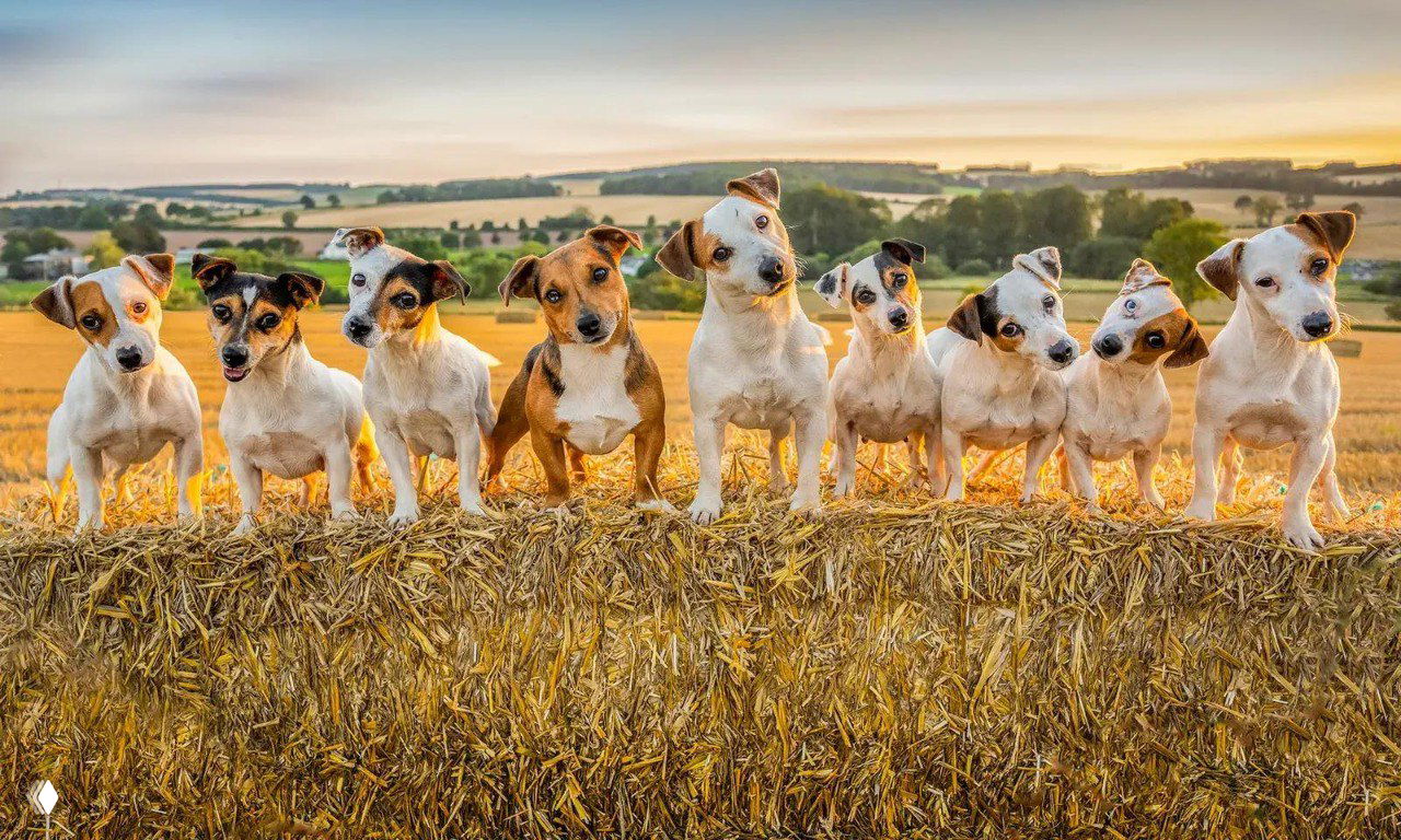 Несколько джек-рассел-терьеров выстроены на тюке сена на фоне сельского пейзажа и заката — коллективный портрет домашних животных.