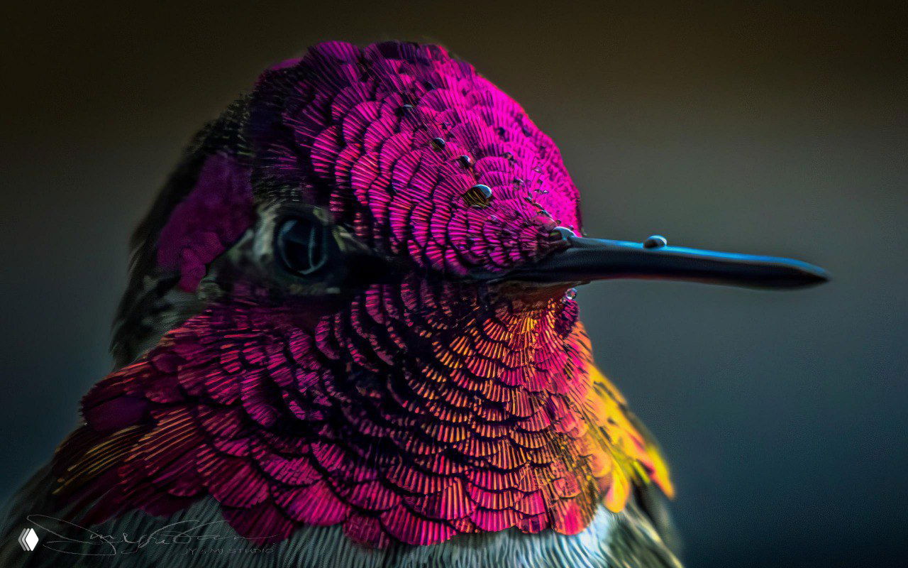 Фото‑финалист ColorPro Awards 2025