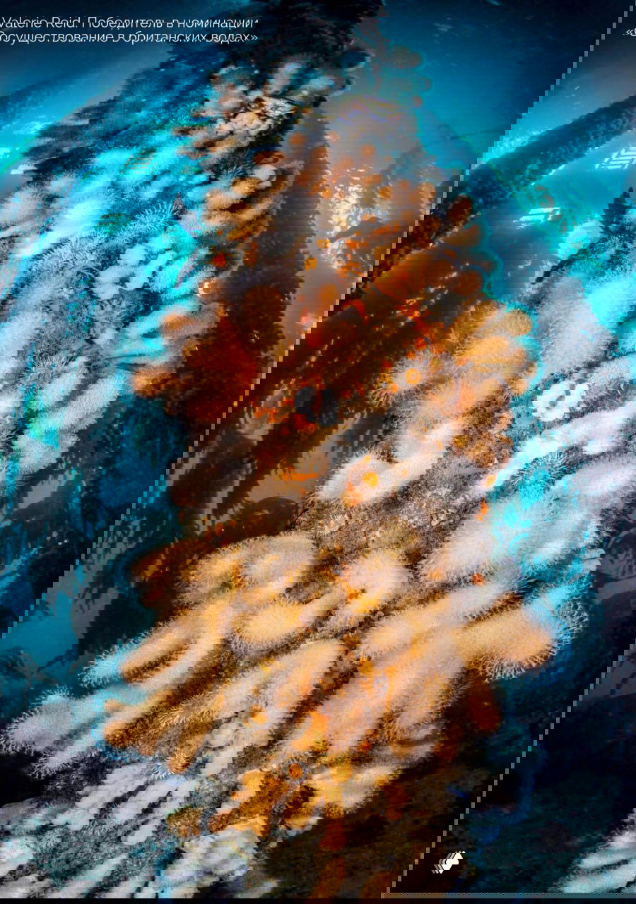 Колония актиний и морских полипов на опоре под водой: оранжево‑белые формы и текстуры на фоне подводного леса и света.