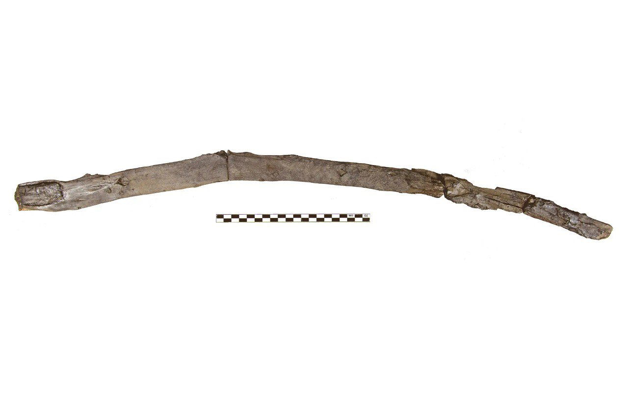 Древнейшие деревянные орудия найдены в Греции