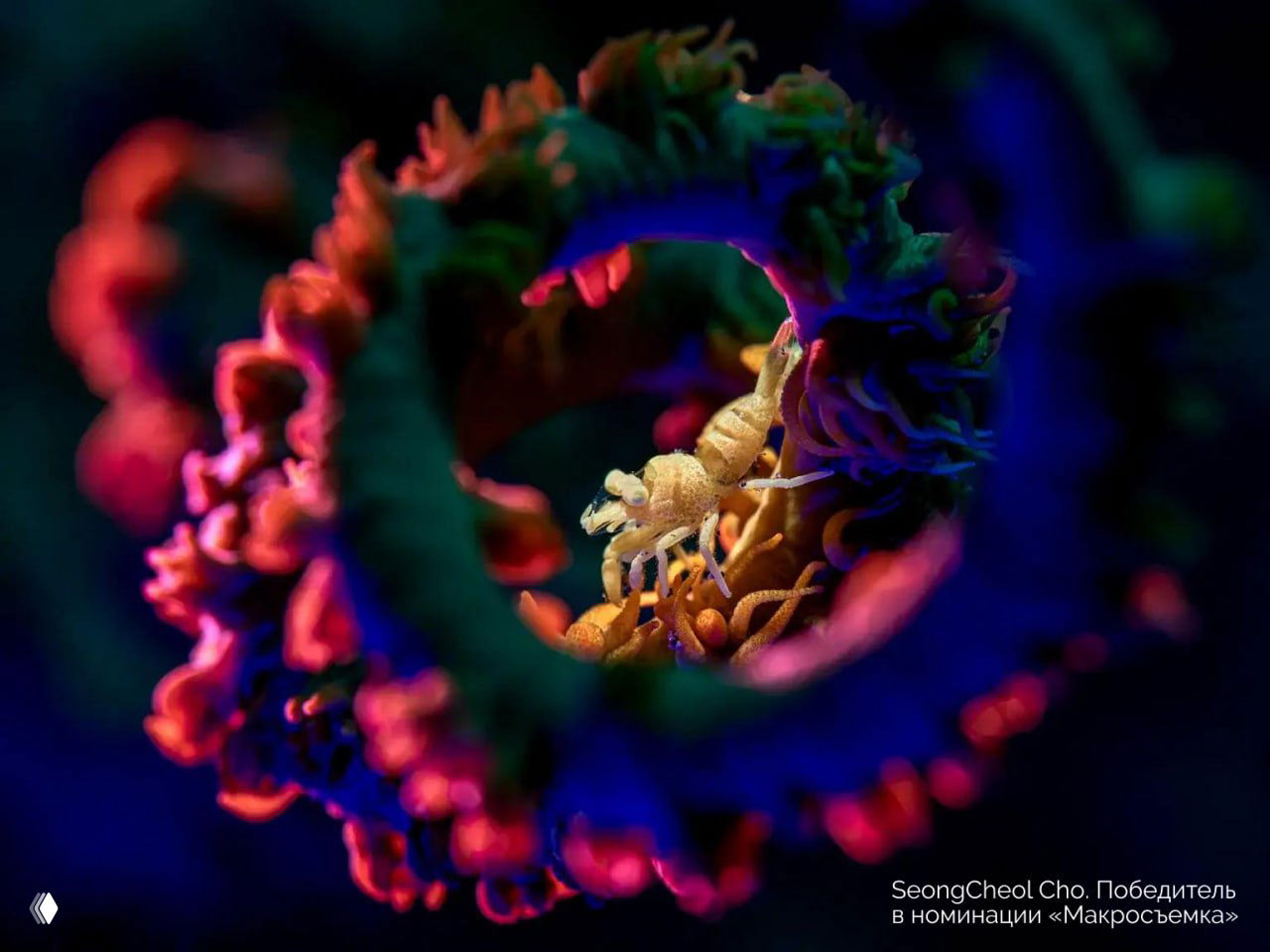 Макро‑съёмка маленького рачка внутри анемона с неоновой подсветкой: яркие цвета и мелкие детали морской жизни.