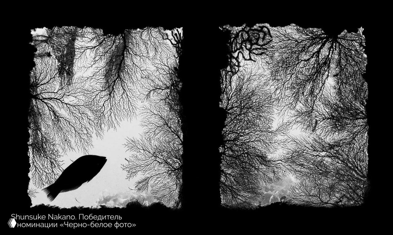 Чёрно‑белый графический кадр: силуэт рыбы на фоне ветвистых кораллов и рифа, сильный контраст света и тени.