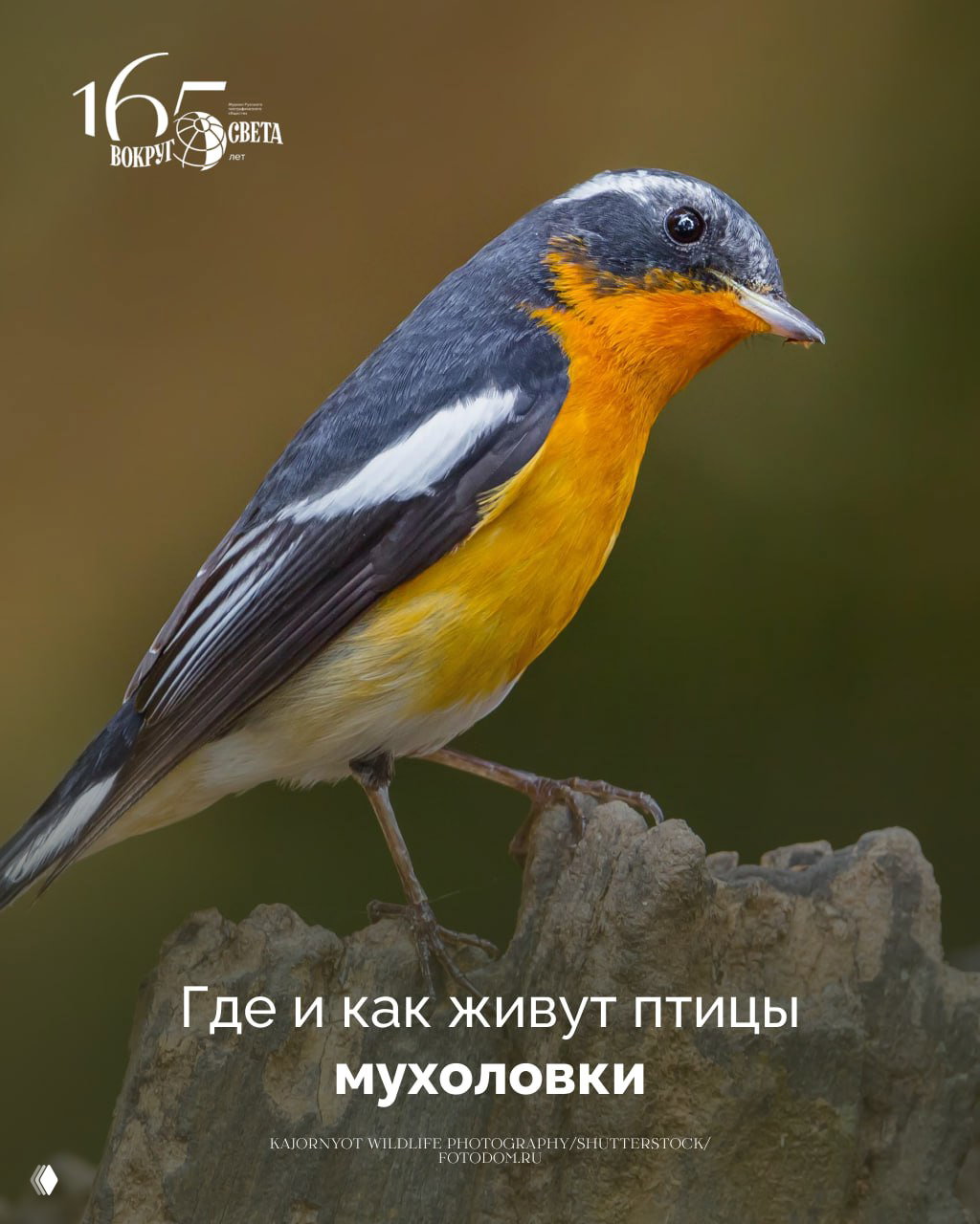 Большая пернатая семья: где и как живут мухоловки