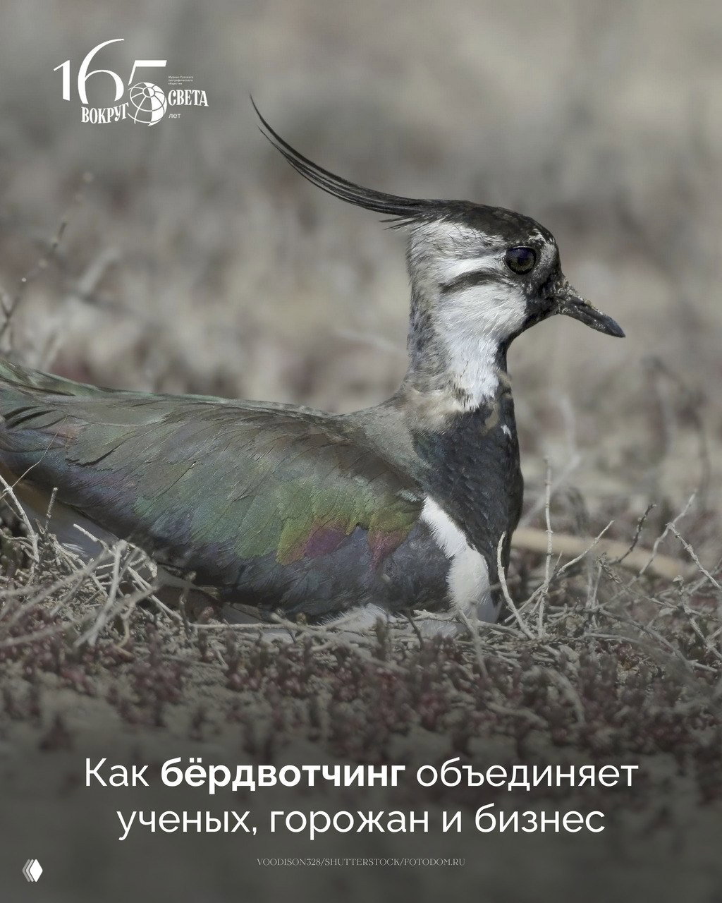 Пернатое хобби: бёрдвотчинг объединяет науку и город