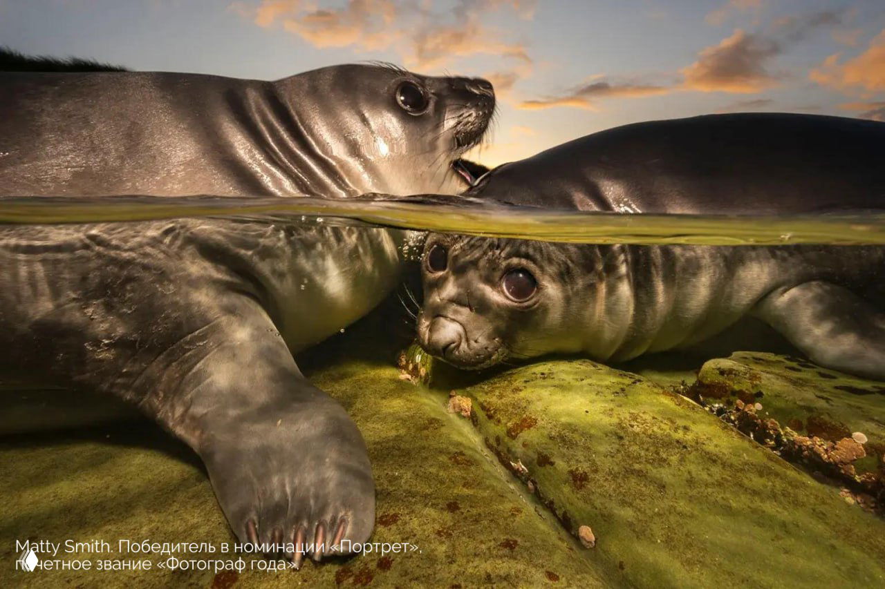 Портрет двух тюленей в разделённом кадре над и под водой: детальные морды, отражение на поверхности и тёплое вечернее освещение.